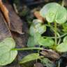 Fotografia 5 da espécie Cochlearia officinalis do Jardim Botânico UTAD