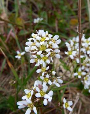 Fotografia 6 da espécie Cochlearia officinalis no Jardim Botânico UTAD