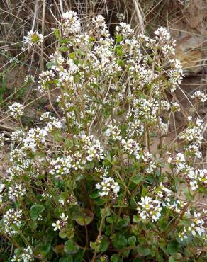 Fotografia 7 da espécie Cochlearia officinalis no Jardim Botânico UTAD