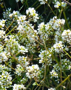 Fotografia 8 da espécie Cochlearia officinalis no Jardim Botânico UTAD