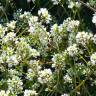 Fotografia 8 da espécie Cochlearia officinalis do Jardim Botânico UTAD