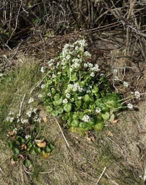 Fotografia 9 da espécie Cochlearia officinalis no Jardim Botânico UTAD