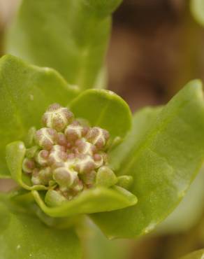 Fotografia 10 da espécie Cochlearia officinalis no Jardim Botânico UTAD