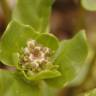 Fotografia 10 da espécie Cochlearia officinalis do Jardim Botânico UTAD