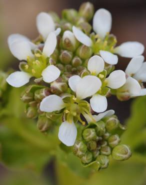 Fotografia 11 da espécie Cochlearia officinalis no Jardim Botânico UTAD