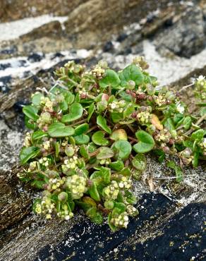 Fotografia 12 da espécie Cochlearia officinalis no Jardim Botânico UTAD