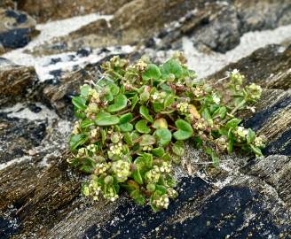 Fotografia da espécie Cochlearia officinalis