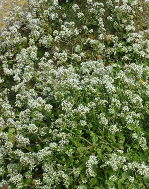 Fotografia 13 da espécie Cochlearia officinalis no Jardim Botânico UTAD