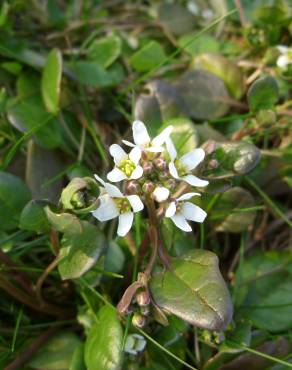 Fotografia 17 da espécie Cochlearia officinalis no Jardim Botânico UTAD