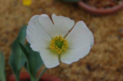 Fotografia da espécie Ranunculus calandrinioides