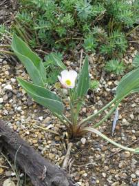 Fotografia da espécie Ranunculus calandrinioides