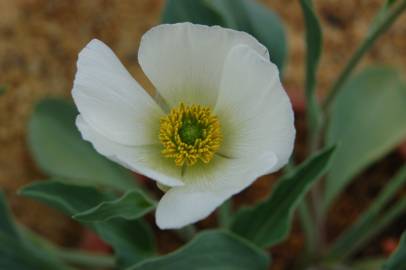 Fotografia da espécie Ranunculus calandrinioides