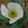 Fotografia 4 da espécie Ranunculus calandrinioides do Jardim Botânico UTAD