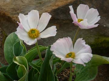 Fotografia da espécie Ranunculus calandrinioides