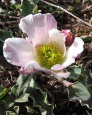 Fotografia da espécie Ranunculus calandrinioides