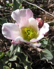Ranunculus calandrinioides