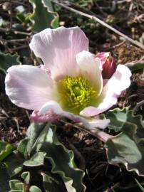 Fotografia da espécie Ranunculus calandrinioides