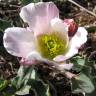 Fotografia 1 da espécie Ranunculus calandrinioides do Jardim Botânico UTAD