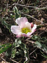 Fotografia da espécie Ranunculus calandrinioides