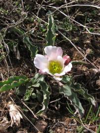 Fotografia da espécie Ranunculus calandrinioides