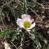 Fotografia 7 da espécie Ranunculus calandrinioides do Jardim Botânico UTAD