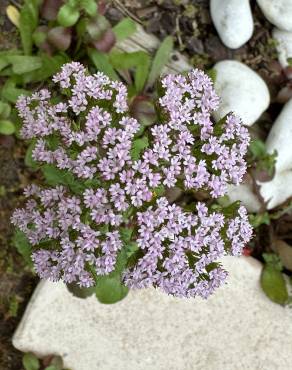 Fotografia 14 da espécie Centranthus calcitrapae subesp. calcitrapae no Jardim Botânico UTAD