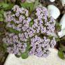 Fotografia 14 da espécie Centranthus calcitrapae subesp. calcitrapae do Jardim Botânico UTAD