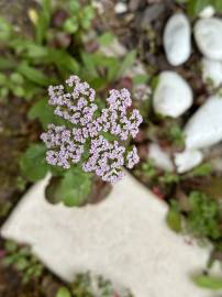 Fotografia da espécie Centranthus calcitrapae subesp. calcitrapae