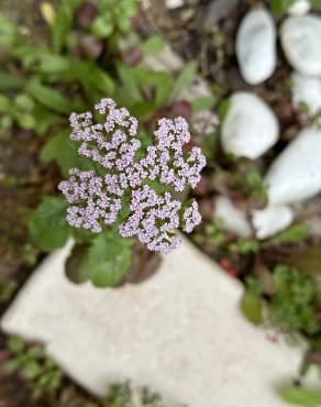 Fotografia 15 da espécie Centranthus calcitrapae subesp. calcitrapae no Jardim Botânico UTAD