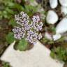 Fotografia 15 da espécie Centranthus calcitrapae subesp. calcitrapae do Jardim Botânico UTAD