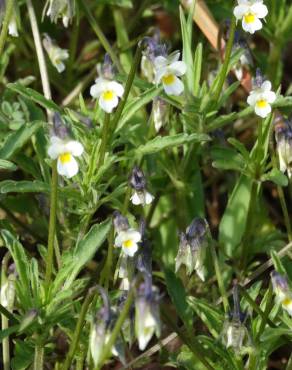 Fotografia 14 da espécie Viola kitaibeliana no Jardim Botânico UTAD