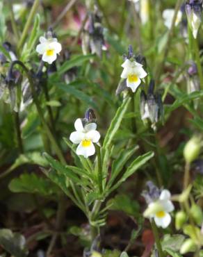 Fotografia 1 da espécie Viola kitaibeliana no Jardim Botânico UTAD