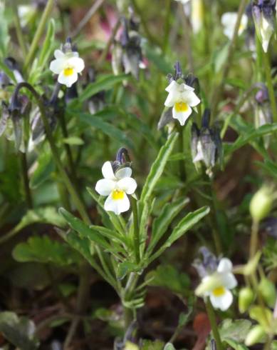 Fotografia de capa Viola kitaibeliana - do Jardim Botânico