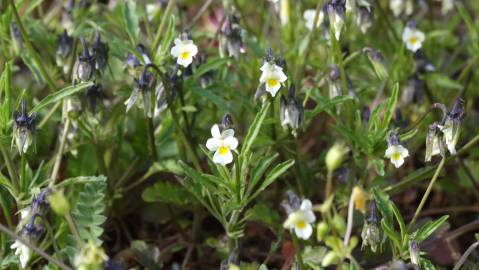 Fotografia da espécie Viola kitaibeliana