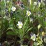 Fotografia 1 da espécie Viola kitaibeliana do Jardim Botânico UTAD