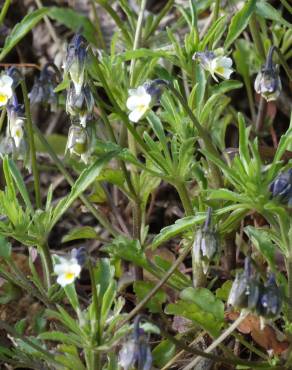 Fotografia 16 da espécie Viola kitaibeliana no Jardim Botânico UTAD