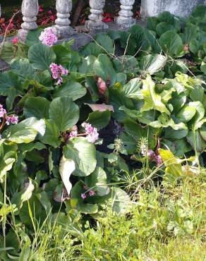 Fotografia 12 da espécie Bergenia cordifolia no Jardim Botânico UTAD