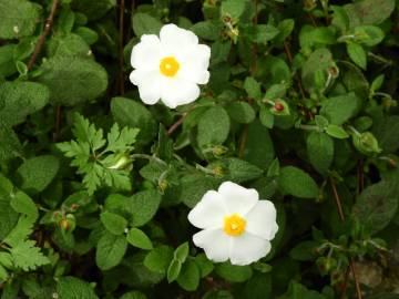 Fotografia da espécie Cistus salvifolius