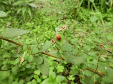 Fotografia da espécie Cistus salvifolius