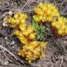 Fotografia 8 da espécie Cytinus hypocistis subesp. macranthus do Jardim Botânico UTAD