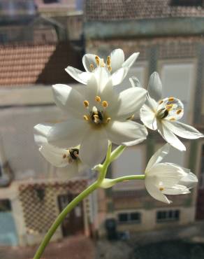 Fotografia 14 da espécie Ornithogalum thyrsoides no Jardim Botânico UTAD