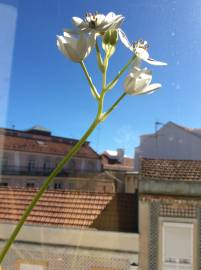 Fotografia da espécie Ornithogalum thyrsoides