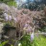 Fotografia 13 da espécie Wisteria sinensis do Jardim Botânico UTAD