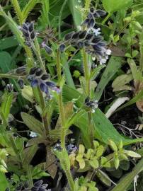 Fotografia da espécie Myosotis discolor subesp. discolor