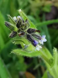 Fotografia da espécie Myosotis discolor subesp. discolor