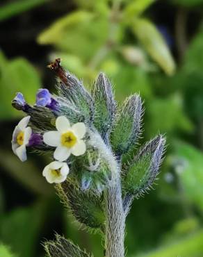 Fotografia 6 da espécie Myosotis discolor subesp. discolor no Jardim Botânico UTAD