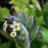 Fotografia 6 da espécie Myosotis discolor subesp. discolor do Jardim Botânico UTAD