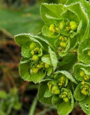 Fotografia 17 da espécie Euphorbia helioscopia subesp. helioscopia no Jardim Botânico UTAD