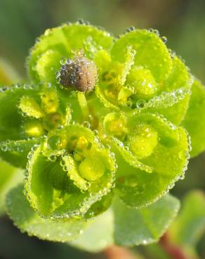 Fotografia 18 da espécie Euphorbia helioscopia subesp. helioscopia no Jardim Botânico UTAD