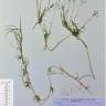 Fotografia de herbário 1 da espécie Antinoria agrostidea no Jardim Botânico UTAD